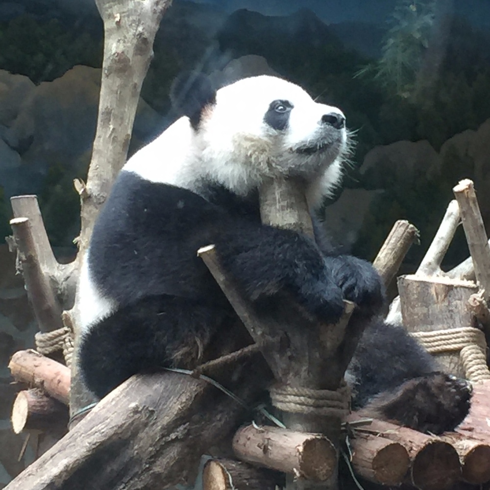 Meet your Posher, Anou.